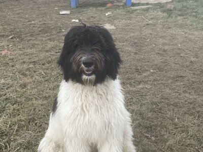Male Labradoodle 12 months old. Vaccinated