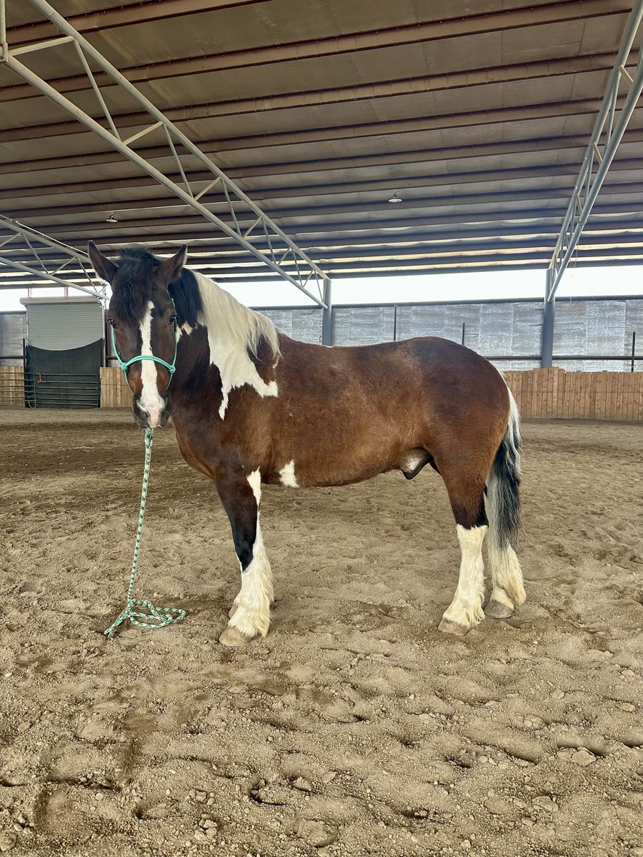 Half Draft Gelding PERFECT family horse!