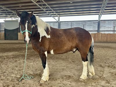 Half Draft Gelding PERFECT family horse!