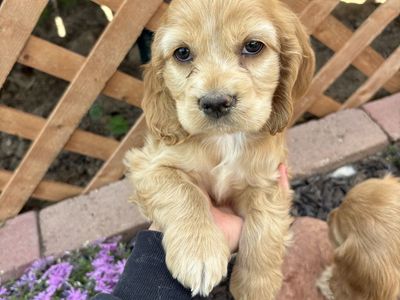 LAST ONE Cocker Spaniel Puppies