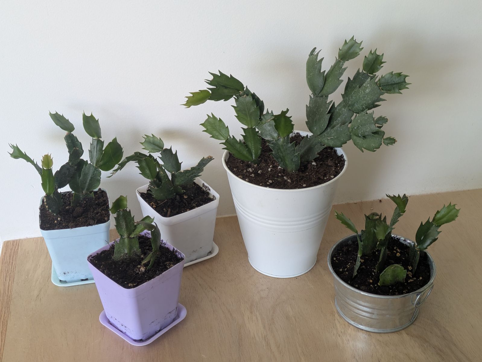 Christmas Cactus, Thanksgiving Cactus house plant