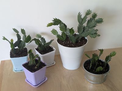 Christmas Cactus, Thanksgiving Cactus house plant