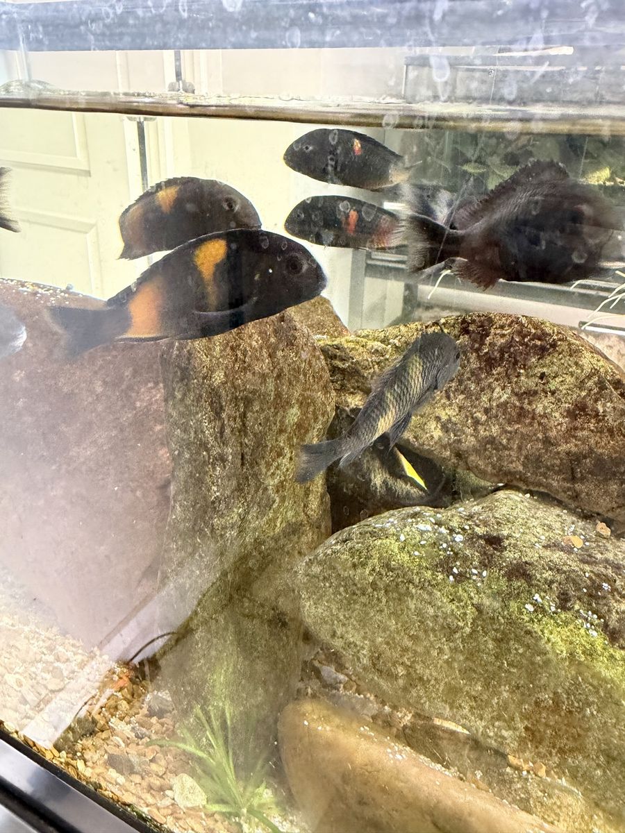 Breeding group Tropheus cherry spot (bulu point)
