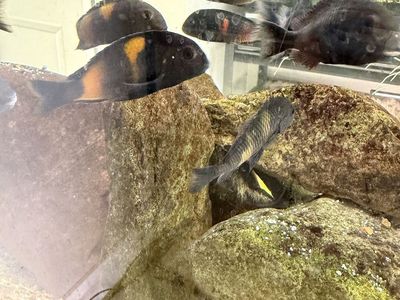Breeding group Tropheus cherry spot (bulu point)