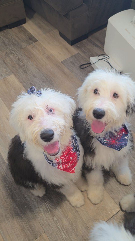 AKC Old English Sheepdog Puppies