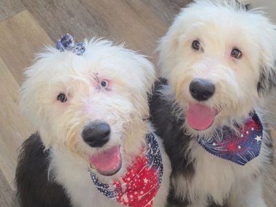 AKC Old English Sheepdog Puppies
