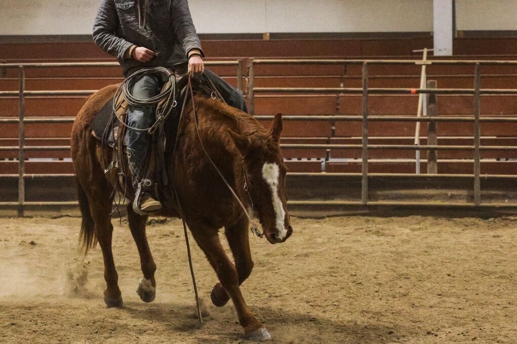 2014 AQHA Gelding