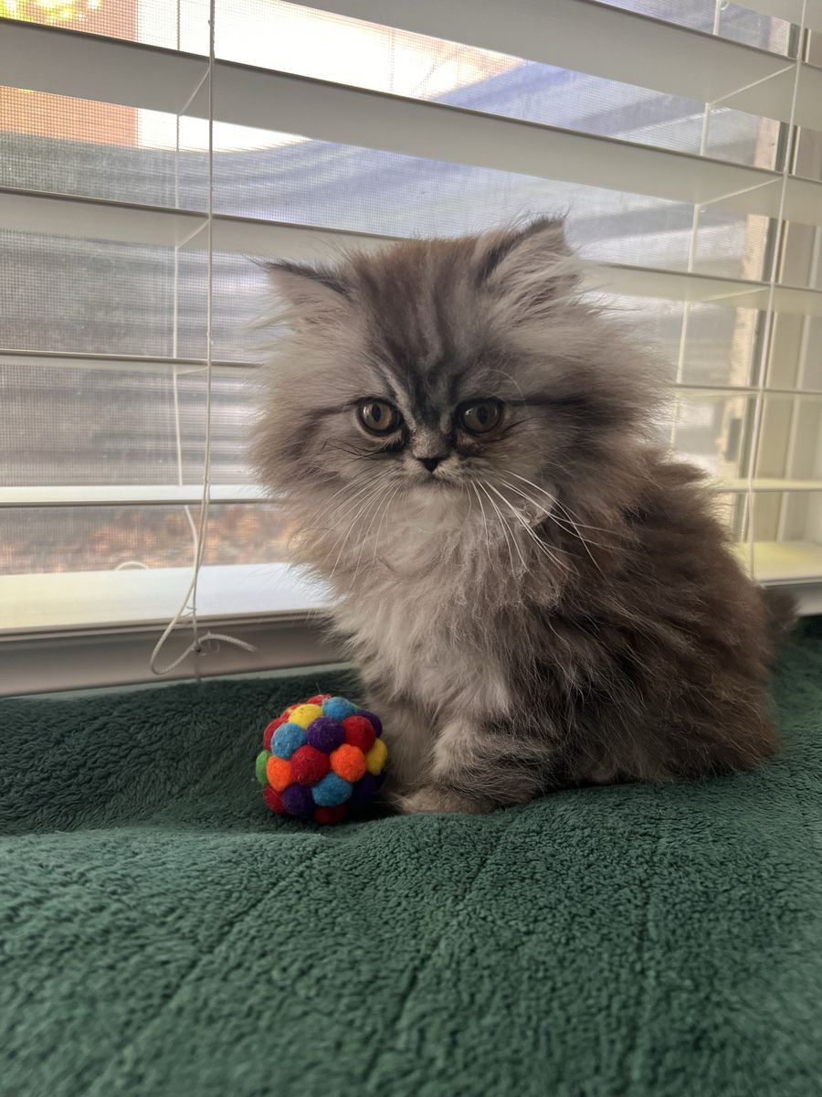 Purebred Persian Kitten