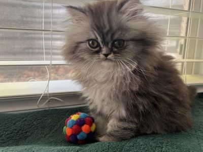 Purebred Persian Kitten