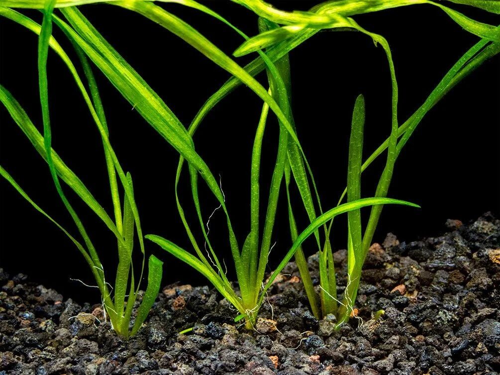 Italian Vallisneria - Easy Aquarium Plant