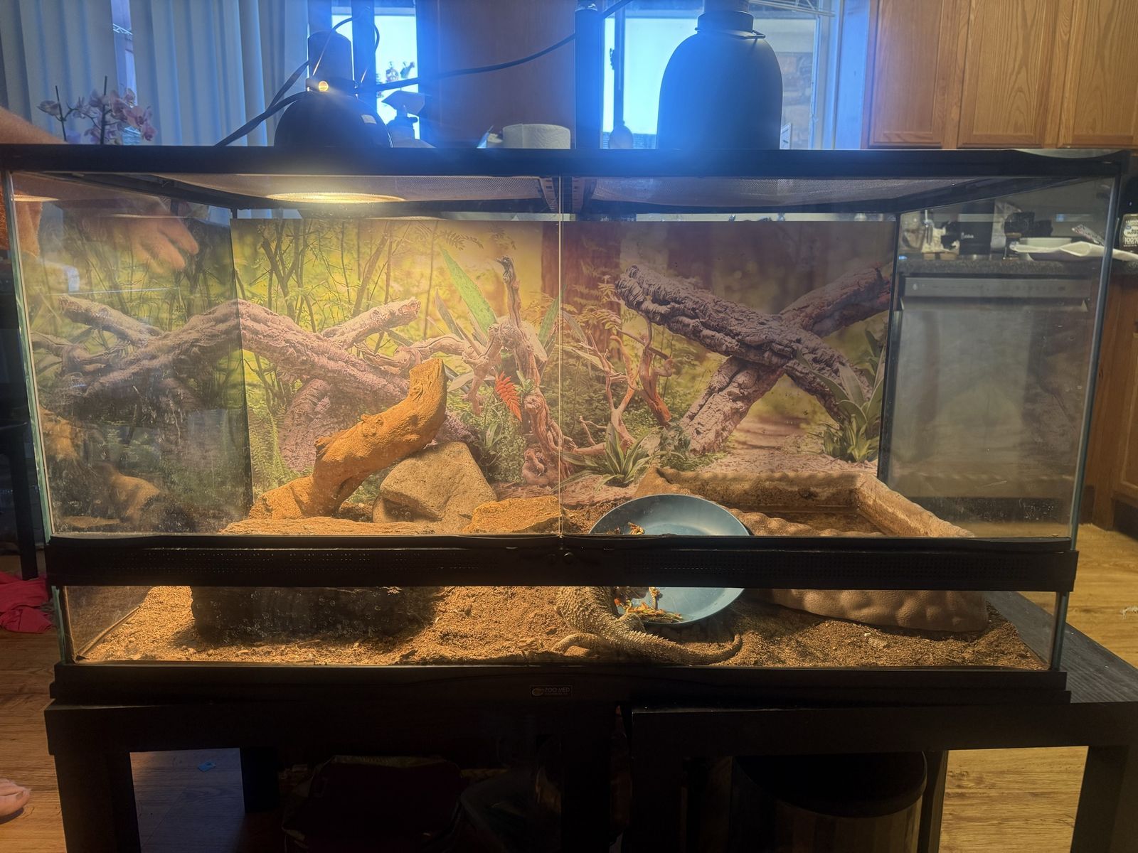 Bearded dragon