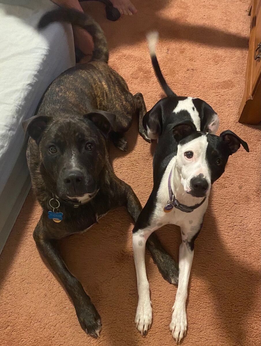 New Home Need for Dogs