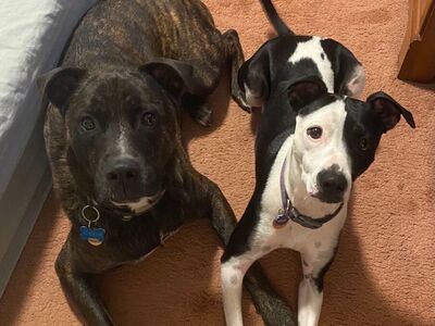 New Home Need for Dogs