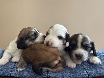 AKC Mini Longhair Dachshund