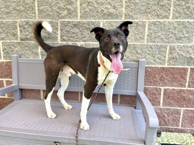 A160617 Bentley is Available for Adoption!