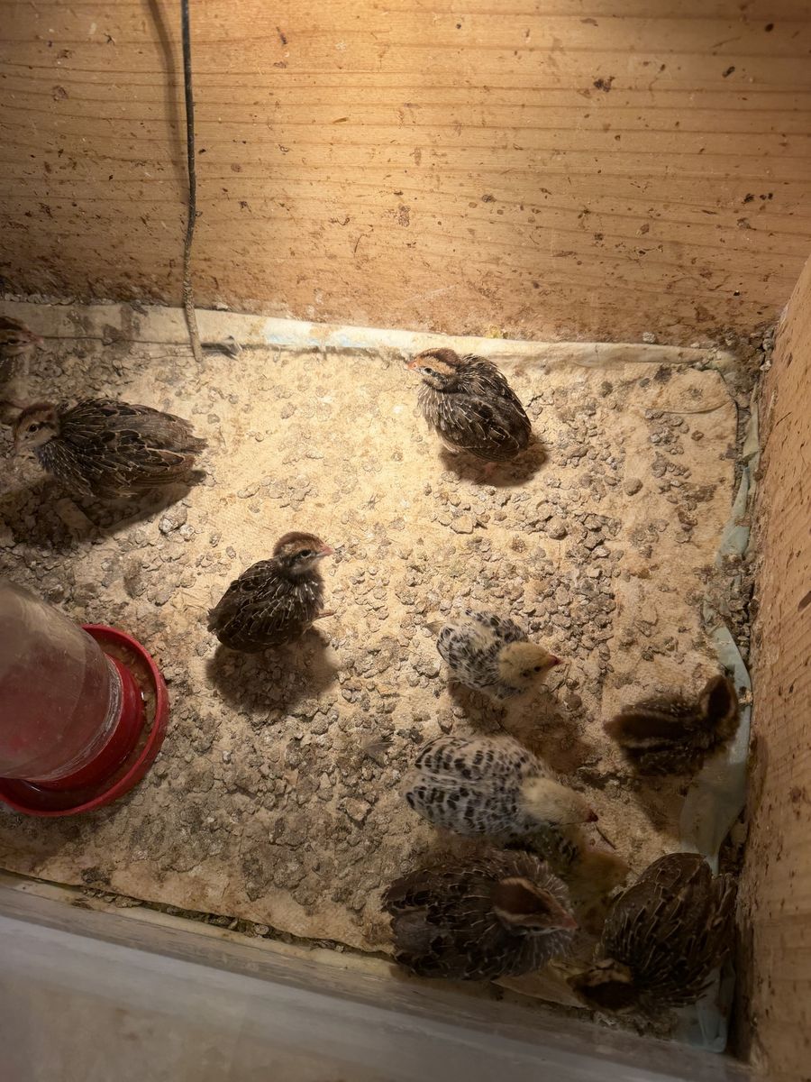 Quail available. Bobwhites, Californias, gambles, blue scale. Perfect for Pets, hatching Eggs, Breeding or dog training.