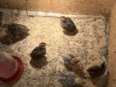 Quail available. Bobwhites, Californias, gambles, blue scale. Perfect for Pets, hatching Eggs, Breeding or dog training.