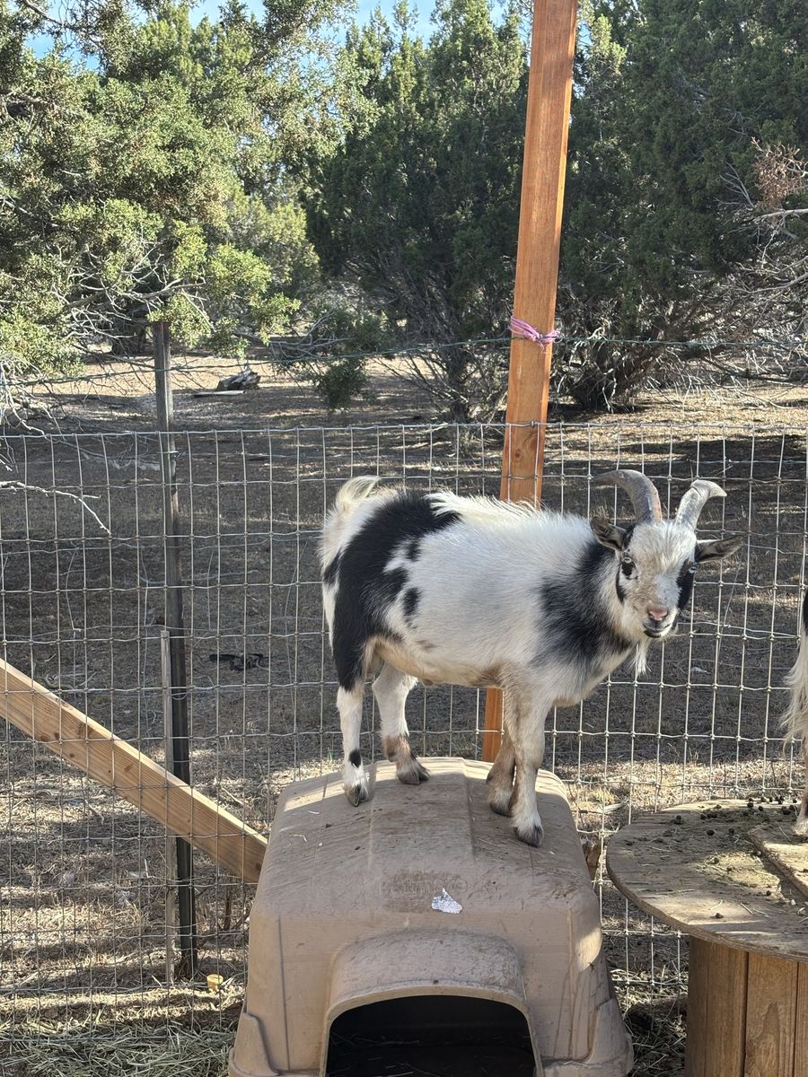 Nigerian Dwarf Goat stud service