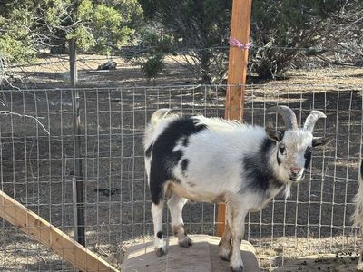 Nigerian Dwarf Goat stud service