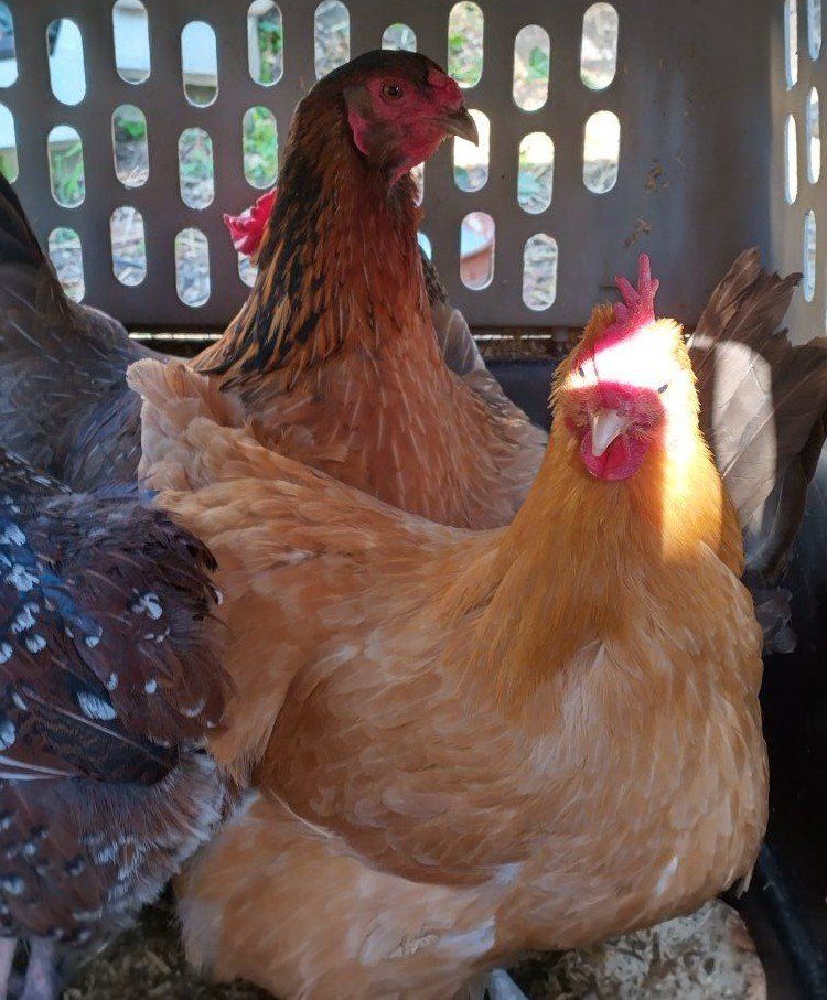4  two year old hens