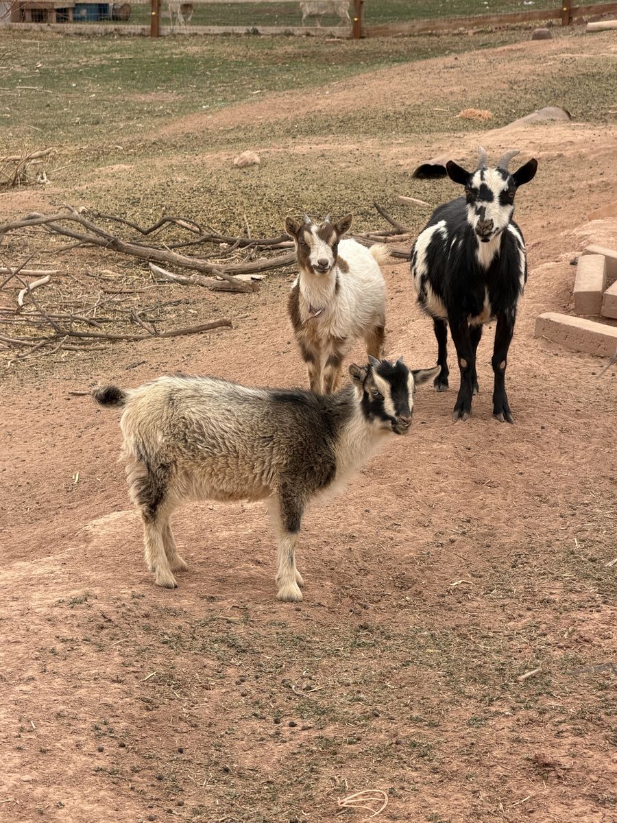 Nigerian Dwarf Goat Herd