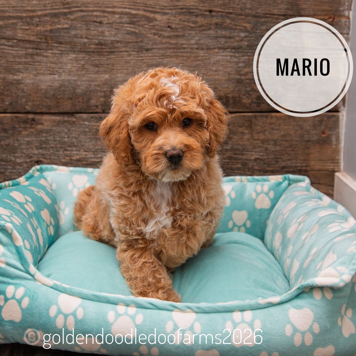 Crate Trained Golden Aussiedoodle Puppies Ready