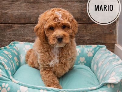 Crate Trained Golden Aussiedoodle Puppies Ready