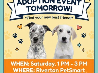Dog Adoption Event - Find Your New Best Friend! Saturday 1 PM - 3 PM at Riverton PetSmart!