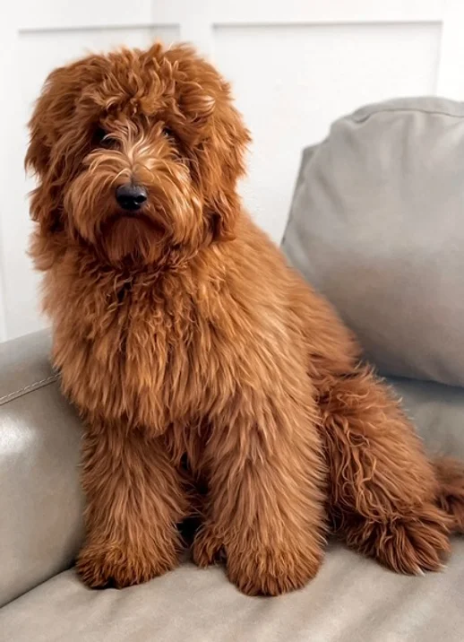 Copper -/- Toy Goldendoodle Stud Multigen Intense