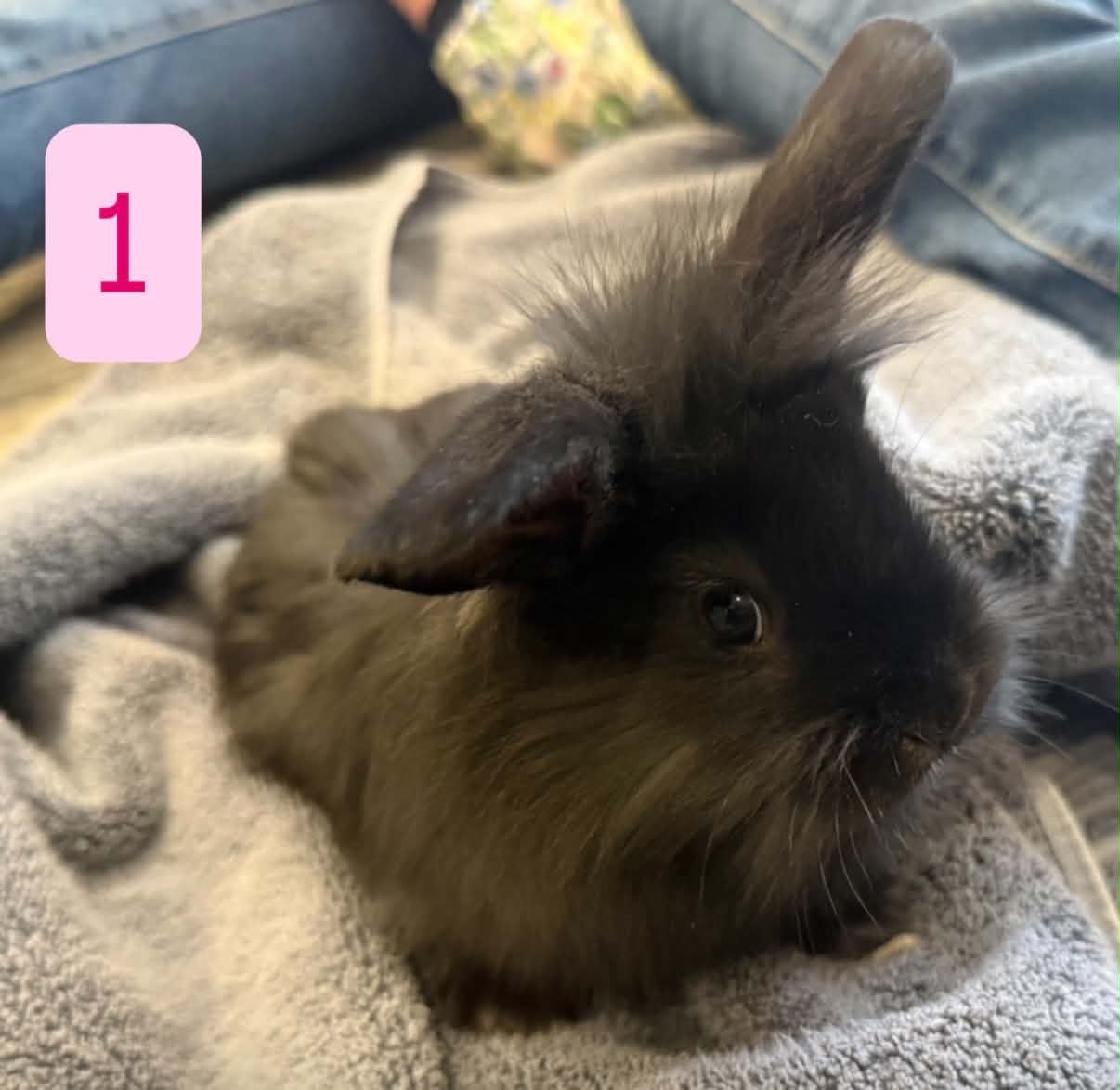 Adorable Baby Bunnies Looking for Forever Homes - Lion head/ New Zealand