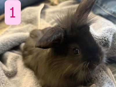 Adorable Baby Bunnies Looking for Forever Homes - Lion head/ New Zealand