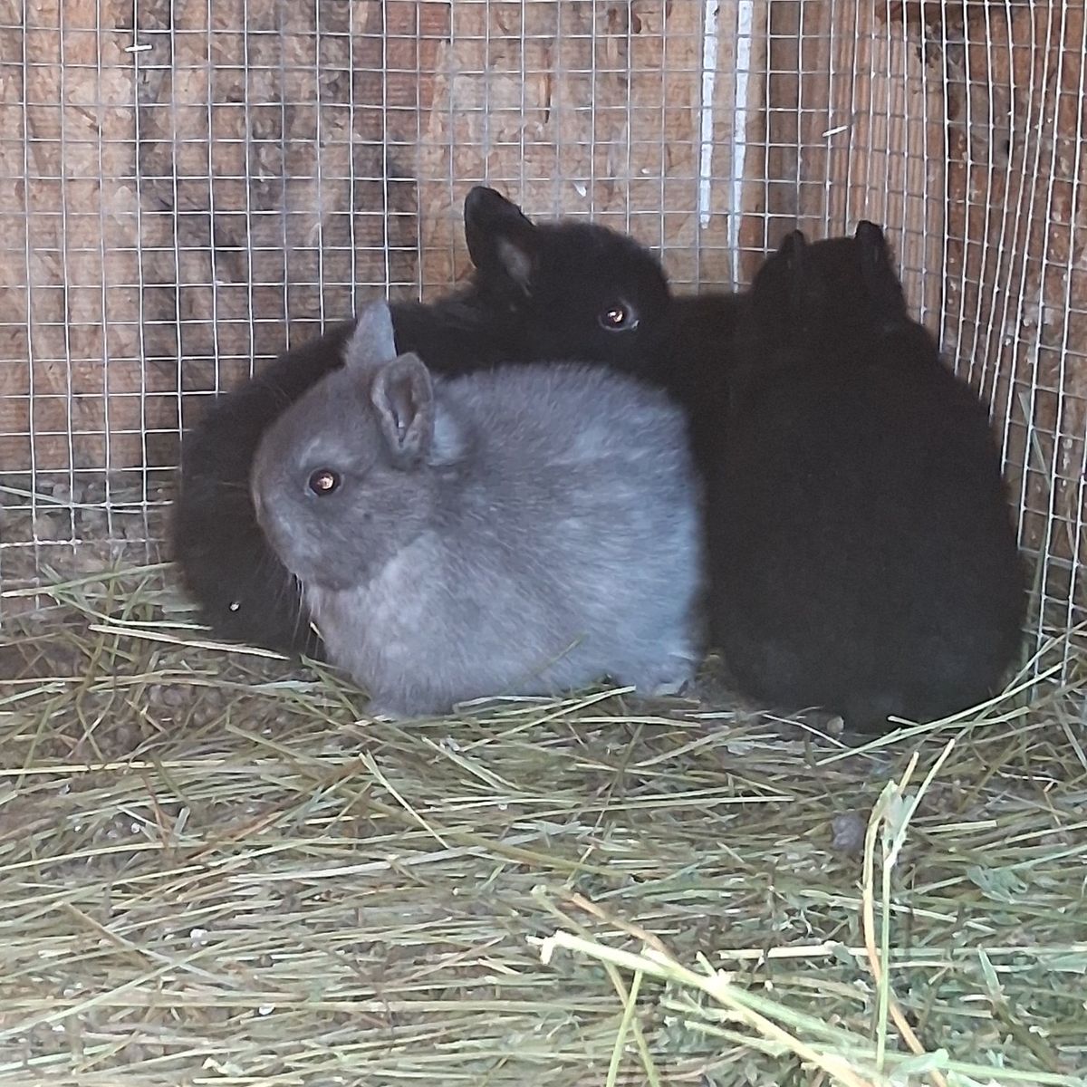 NETHERLAND DWARF BUNNIES