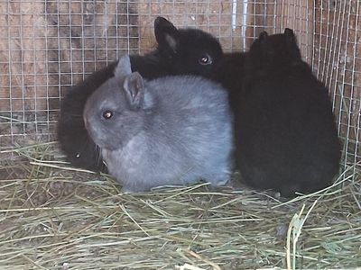 NETHERLAND DWARF BUNNIES