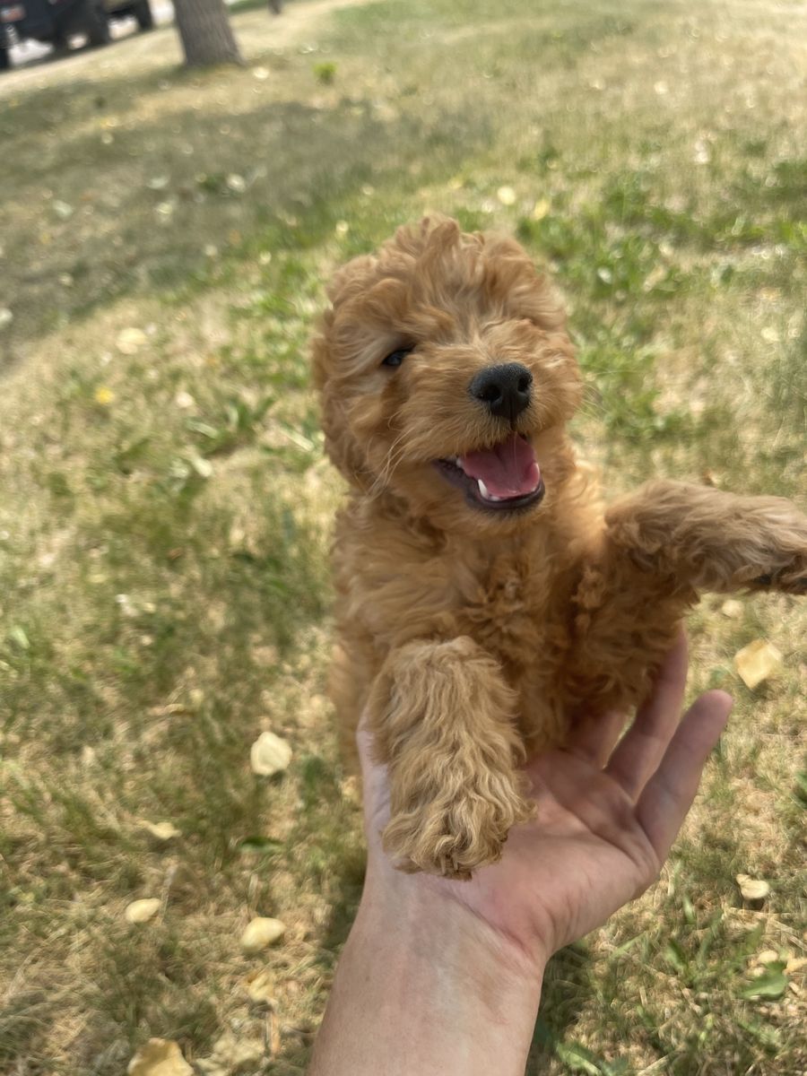 Multigenerational Mini Golden Doodle puppies