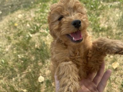 Multigenerational Mini Golden Doodle puppies