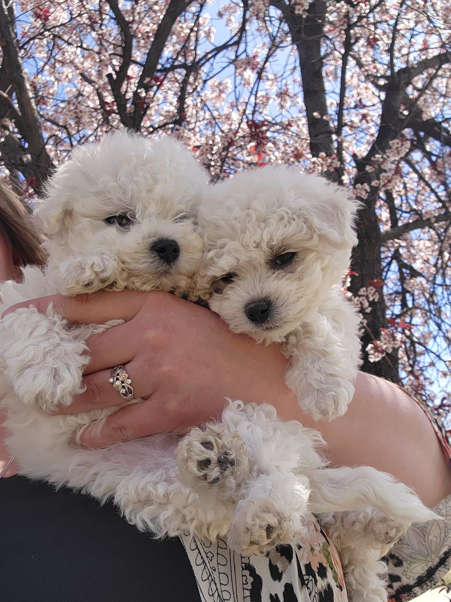 Jewel and Pom Pom Papered purebred Bichon frise