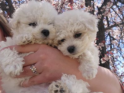 Jewel and Pom Pom Papered purebred Bichon frise