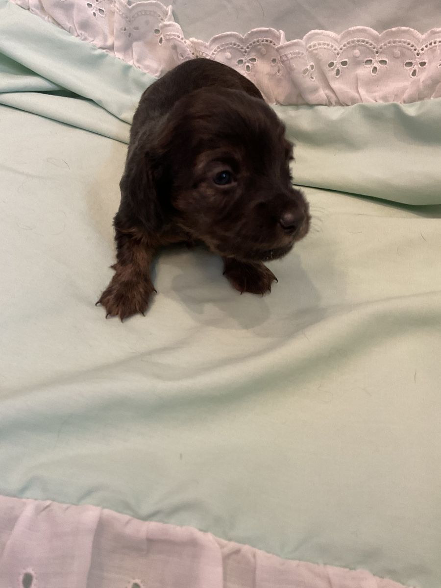 AKC LONG HAIR Female miniature dachshund