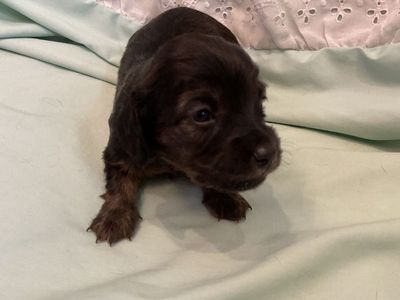 AKC LONG HAIR Female miniature dachshund