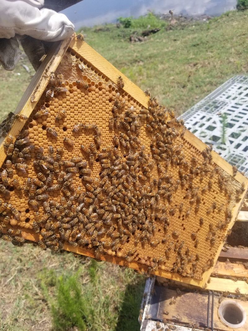 Healthy 5 frame Nuc