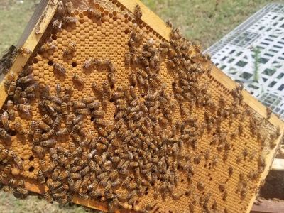 Healthy 5 frame Nuc