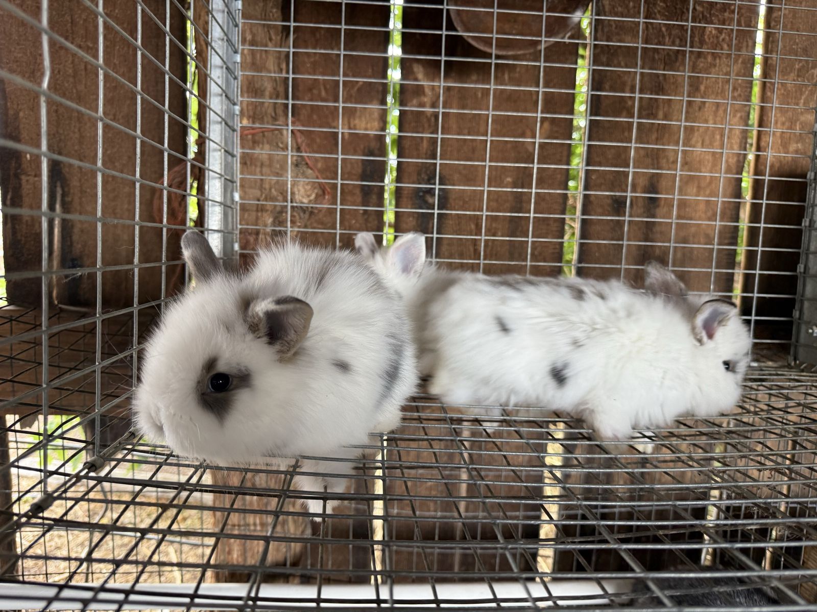 Adorable 8-Week-Old Lionhead Bunnies - Ready for Forever Homes
