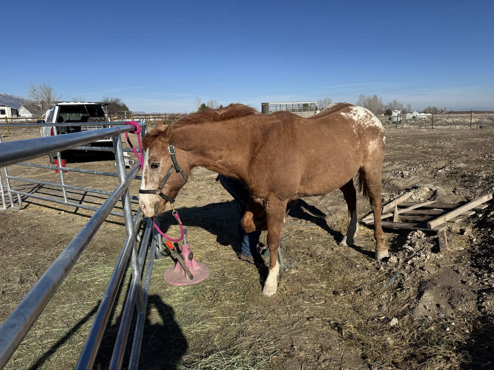 Registered Appaloosa 16h