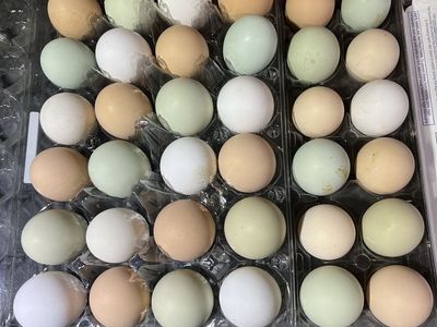 Eggs 4 Hatching (barnyard mix)