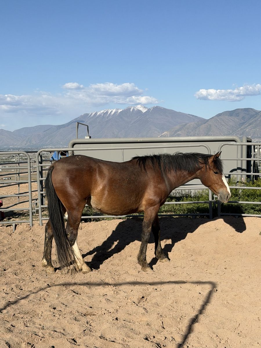 3 year old Draft Cross