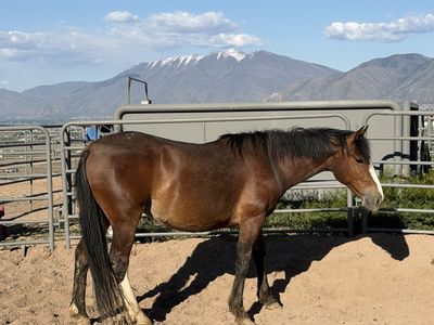 3 year old Draft Cross
