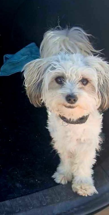 Adorable Small White Dog - Ready for a Loving Home!