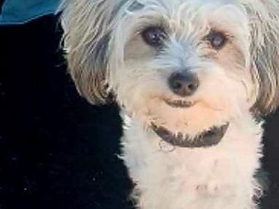 Adorable Small White Dog - Ready for a Loving Home!