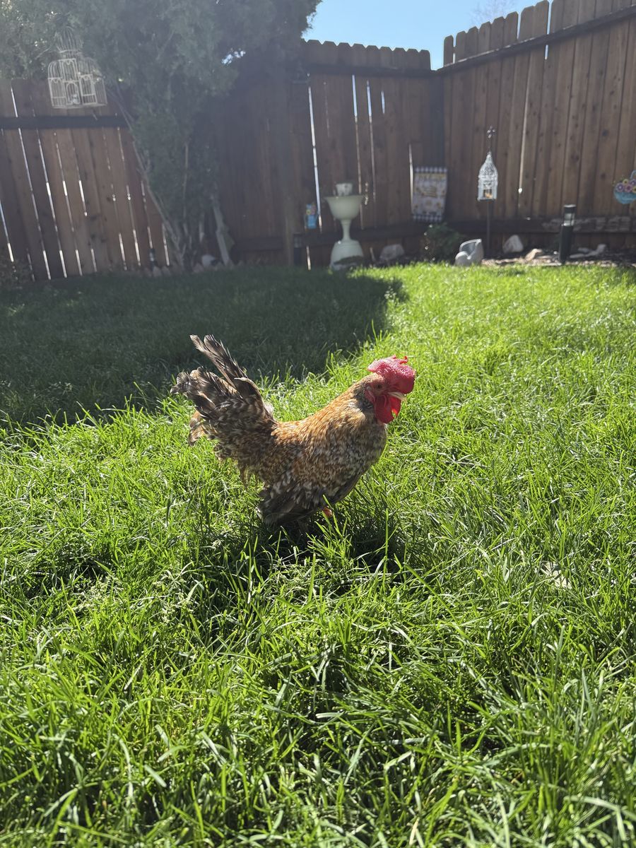 Kikiriki gallo Azteca en pluma        Aztec rooster new feathers coming in price is obo 