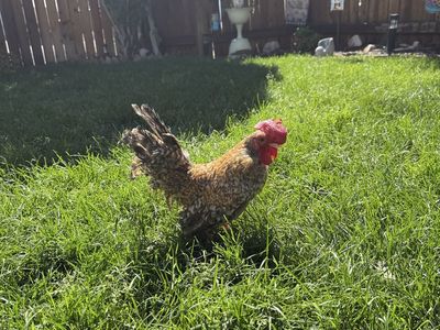 Kikiriki gallo Azteca en pluma Aztec rooster new feathers coming in price is obo